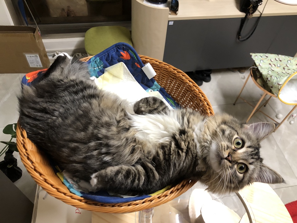 晨熹寵物寄宿及上門保母服務 - 服務說明 4