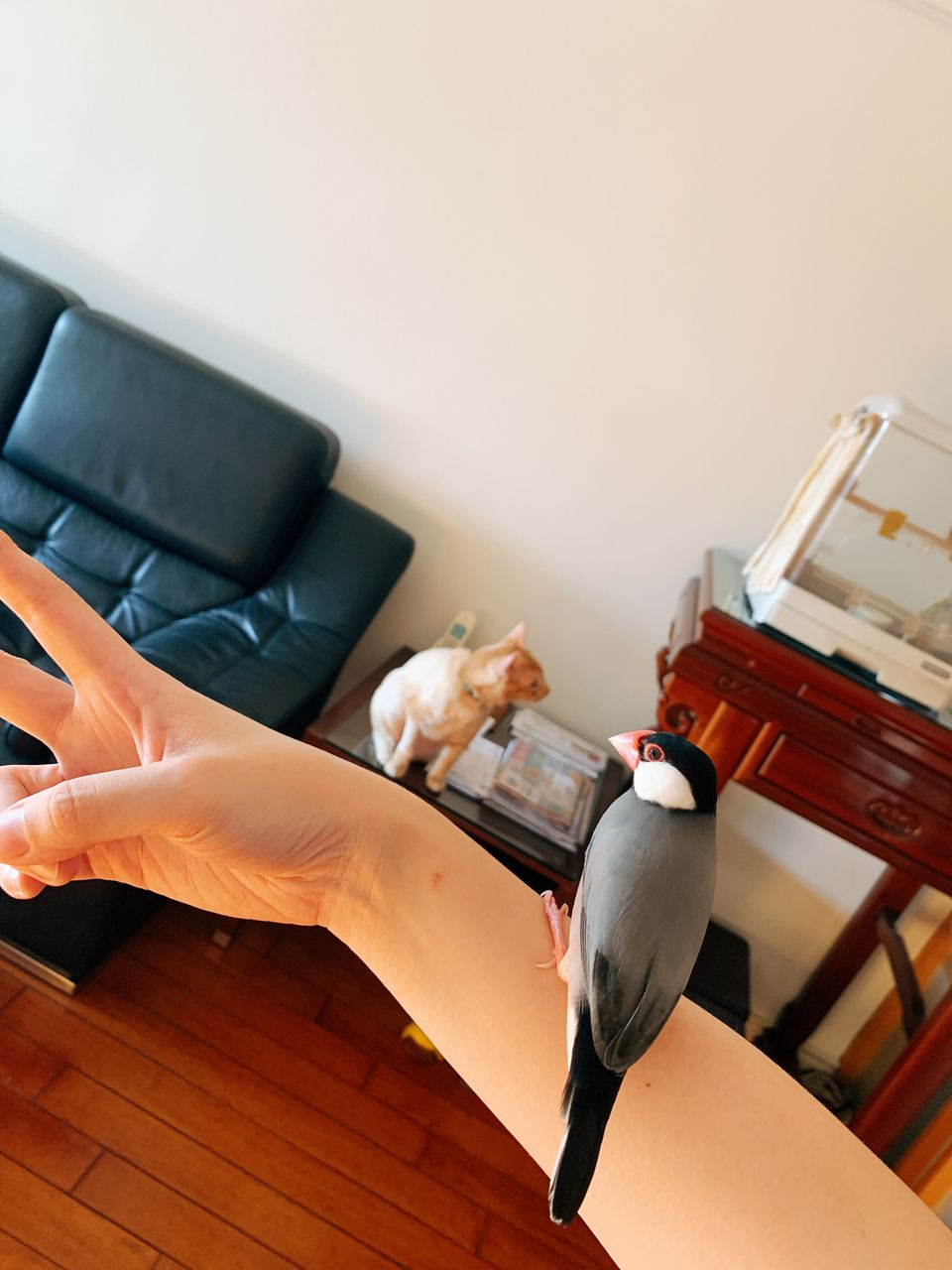 《客製服務下單專區》到府寵物保姆｜到府鏟屎、餵食、陪伴服務（客製化需求請先私訊溝通討論） - 服務說明 1