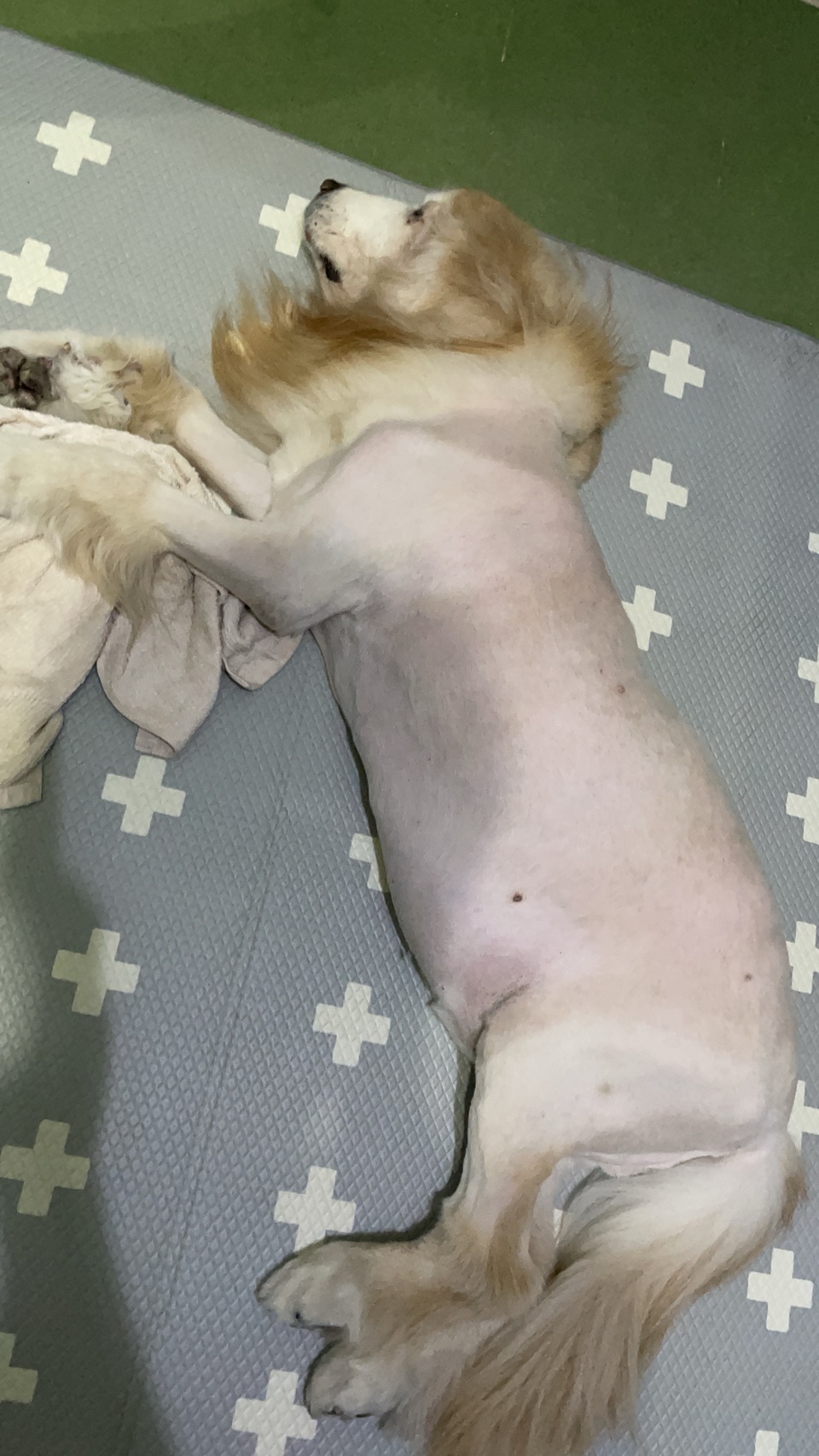 只會剃黃金獵犬 - 服務說明 1