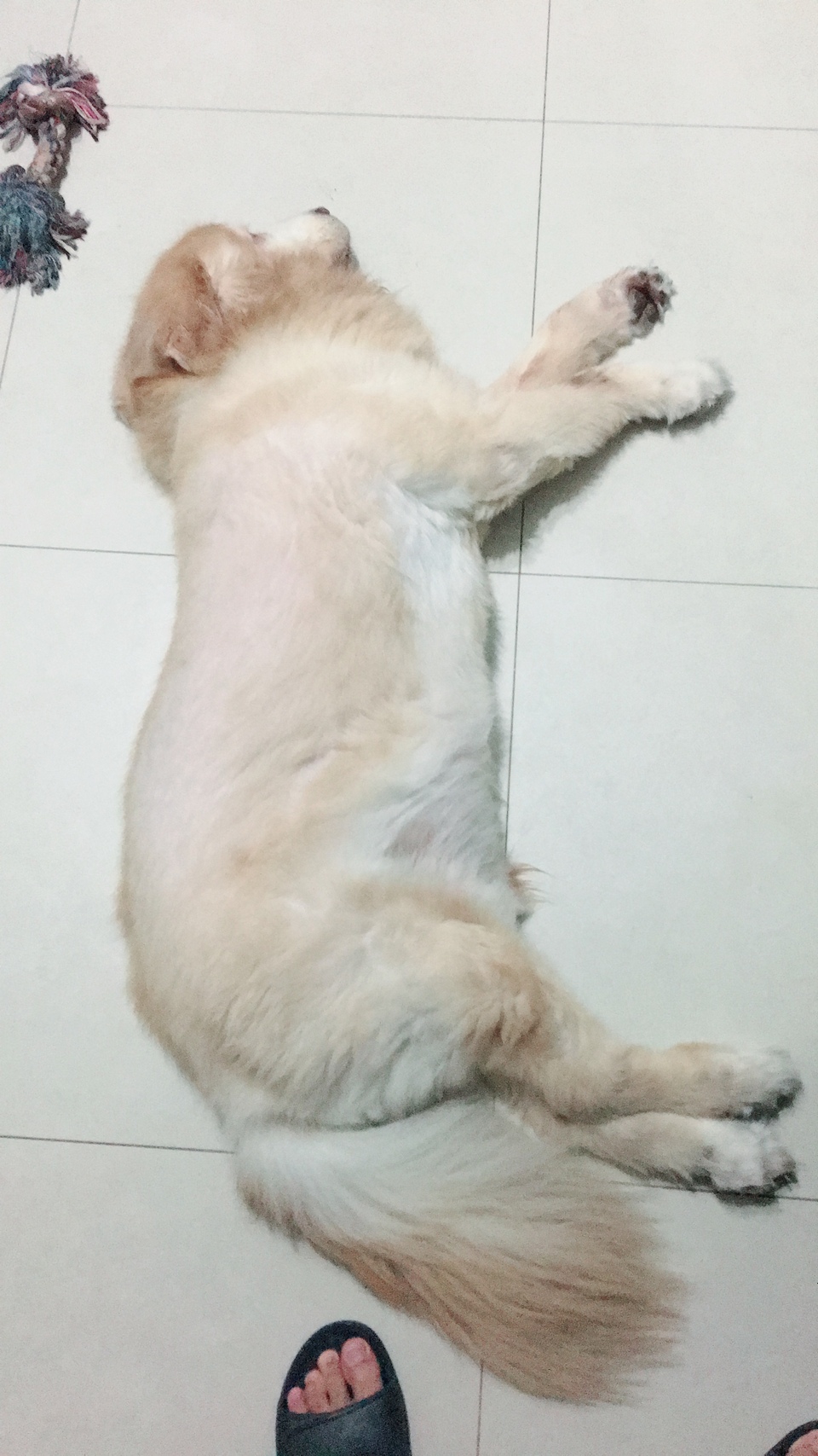 只會剃黃金獵犬 - 服務說明 4