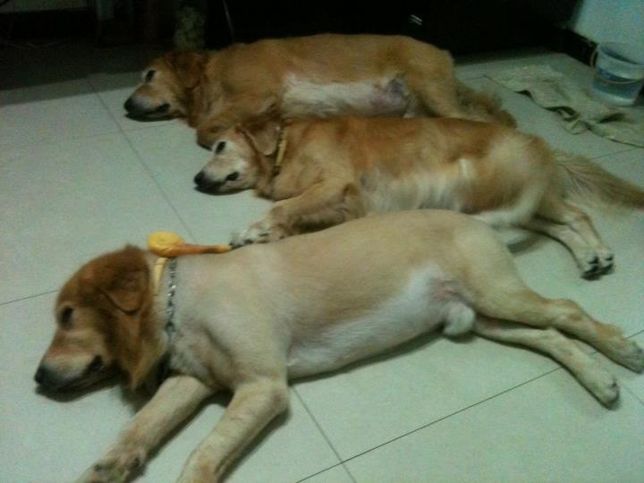 只會剃黃金獵犬 - 服務說明 3