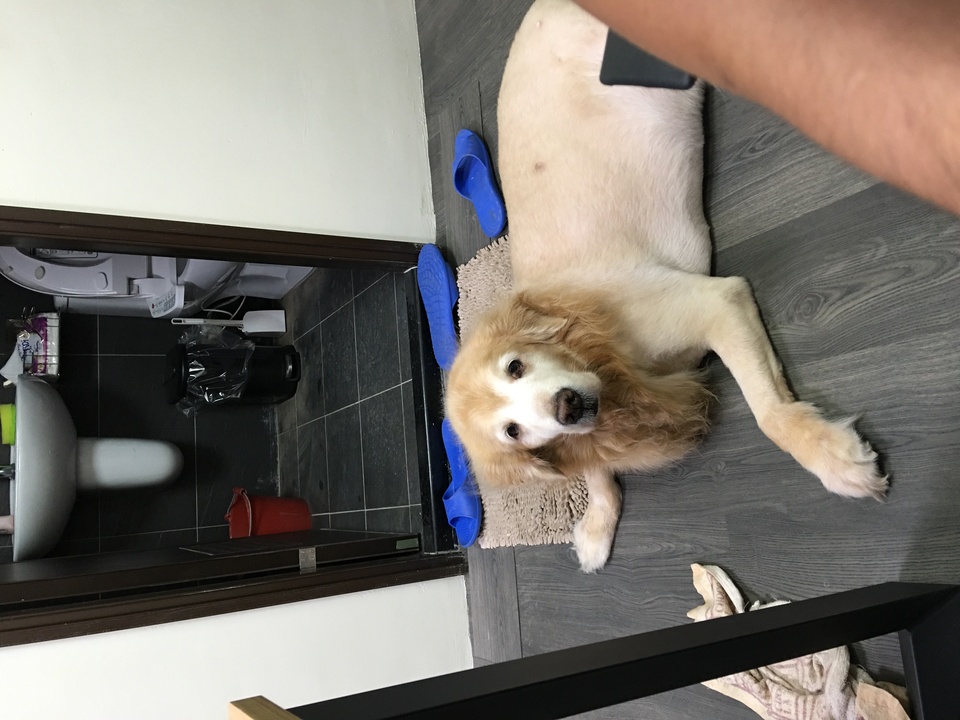 只會剃黃金獵犬 - 服務說明 9