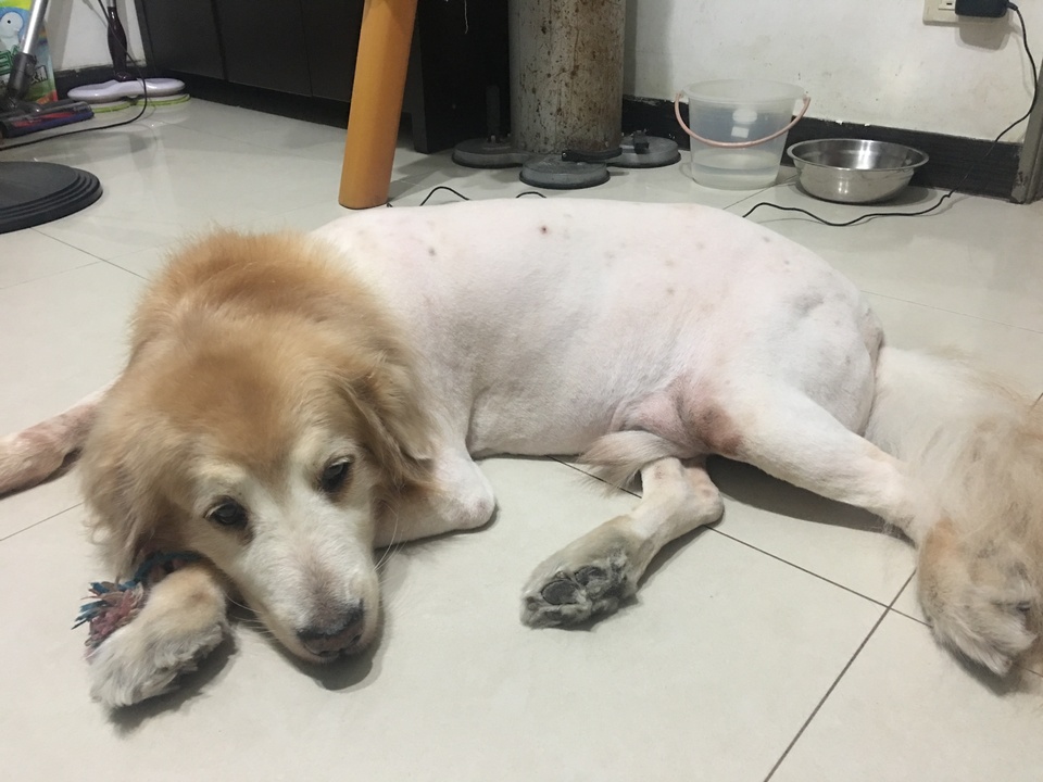 只會剃黃金獵犬 - 服務說明 5