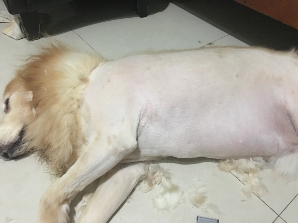 只會剃黃金獵犬 - 服務說明 10