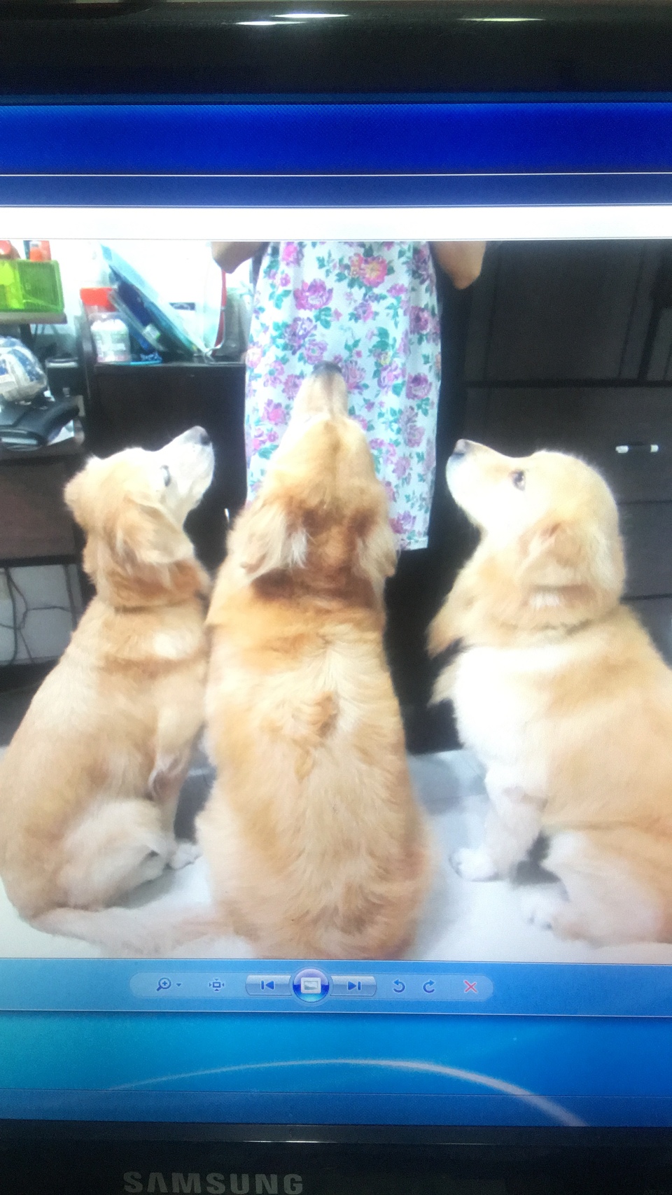 只會剃黃金獵犬 - 服務說明 2