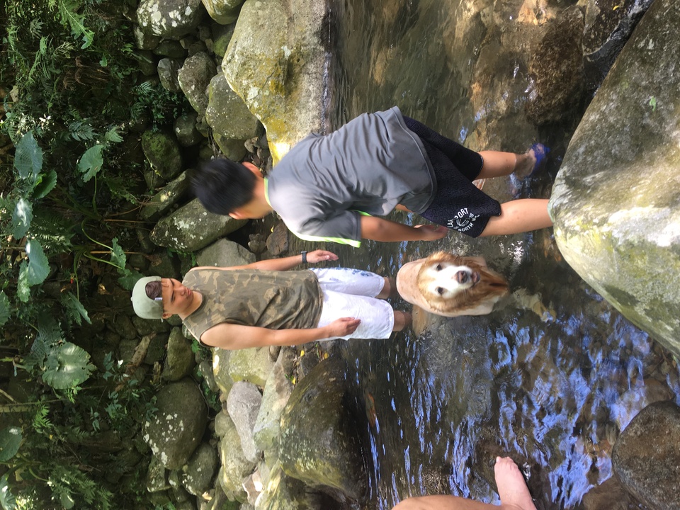 只會剃黃金獵犬 - 服務說明 6