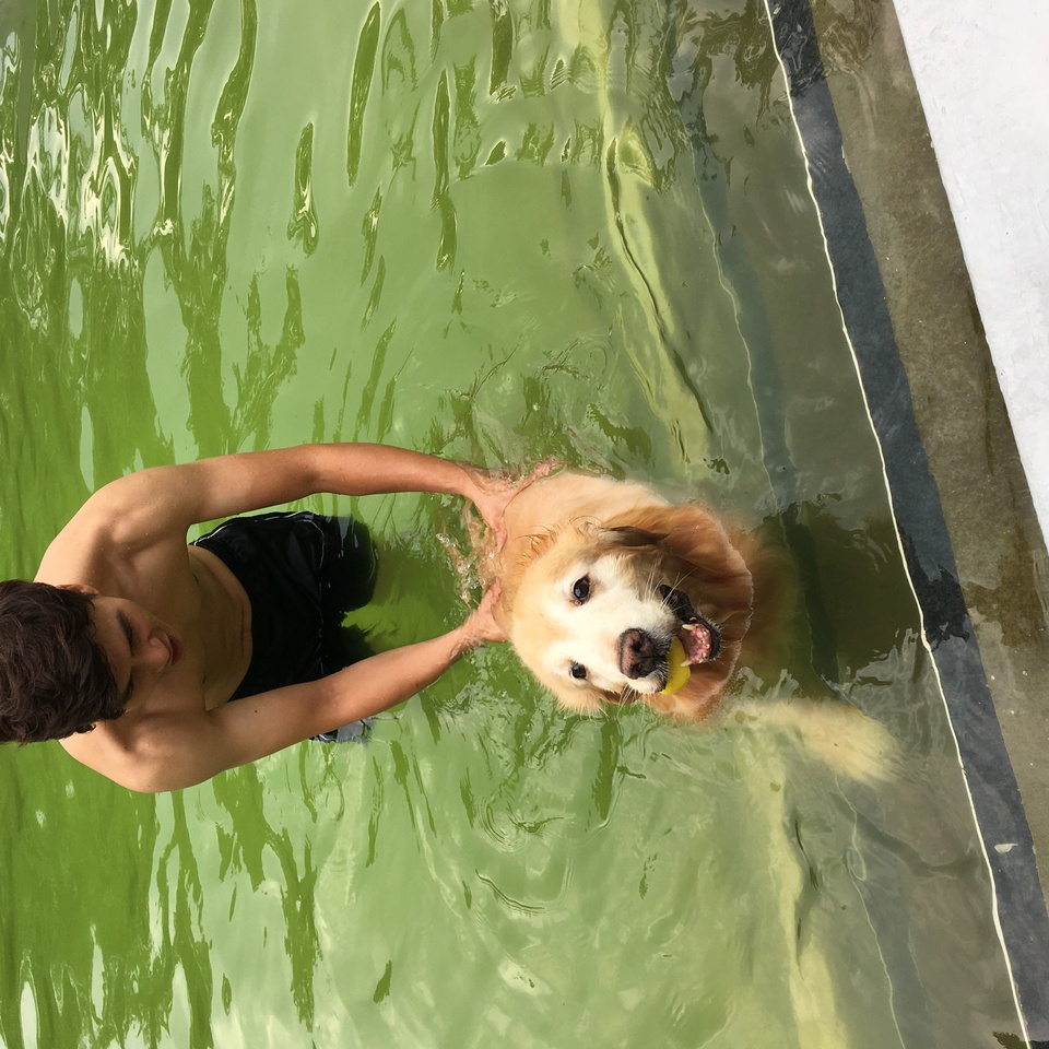 只會剃黃金獵犬 - 服務說明 8