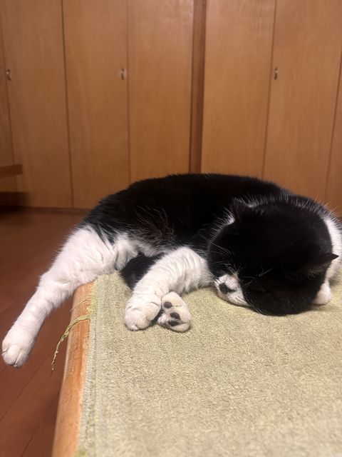 【訪問シッター】ご自宅お留守番サポート