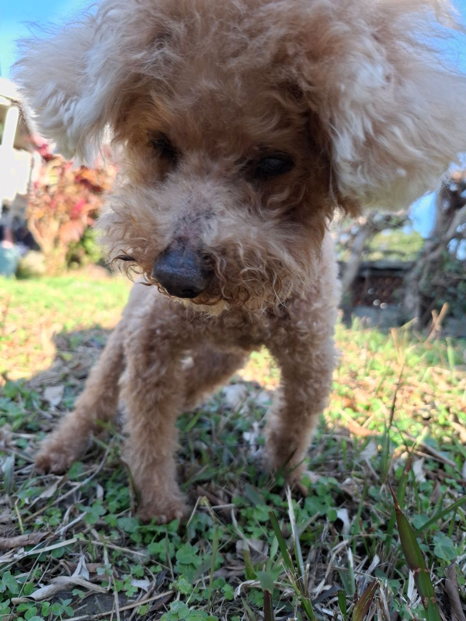 10年紅貴賓資深家長｜溫柔陪伴，把你的毛孩當自己養 - 服務說明 5