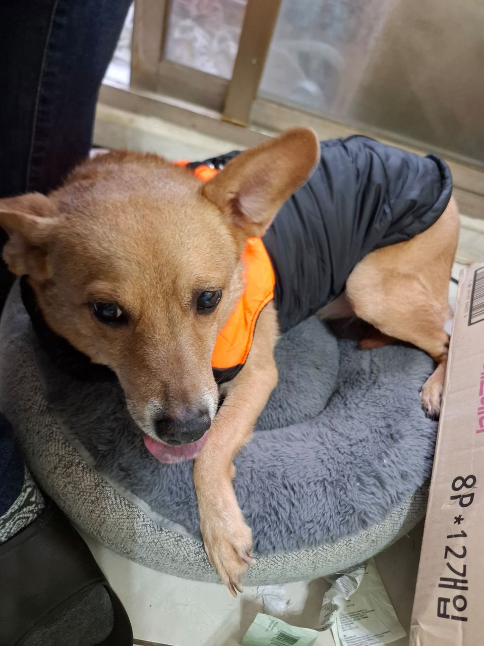 10年紅貴賓資深家長｜溫柔陪伴，把你的毛孩當自己養 - 服務說明 1