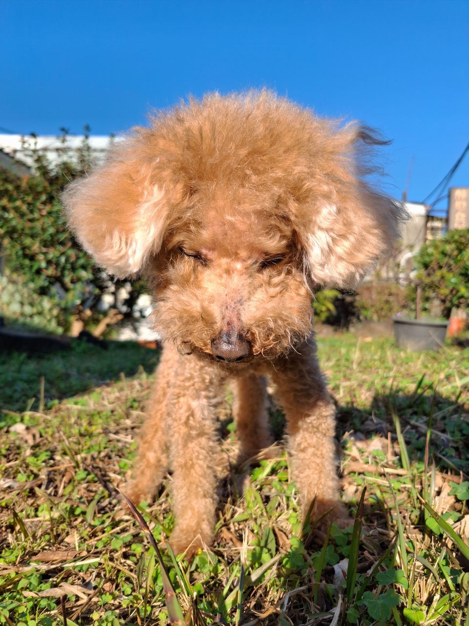 10年紅貴賓資深家長｜溫柔陪伴，把你的毛孩當自己養 - 服務說明 6