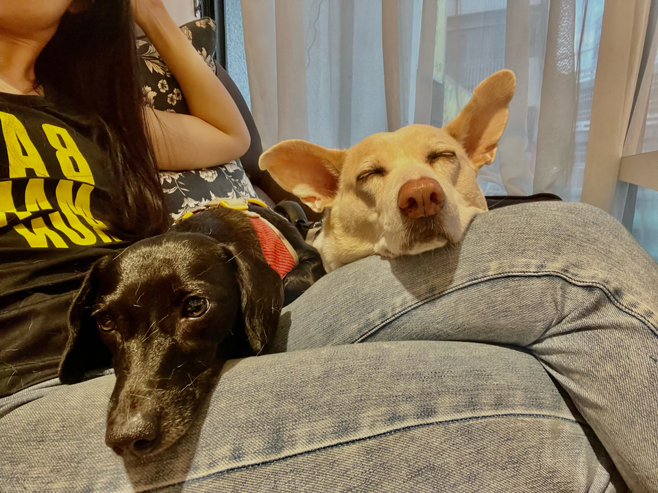到府陪玩阿姨😗 30年養狗+臨終老犬照護經驗🏠10km內 - 服務說明 1