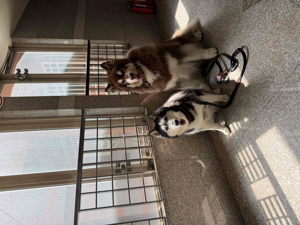 本身飼養大型犬～也曾在寵物美容與寵物照護工作 - 服務說明 4