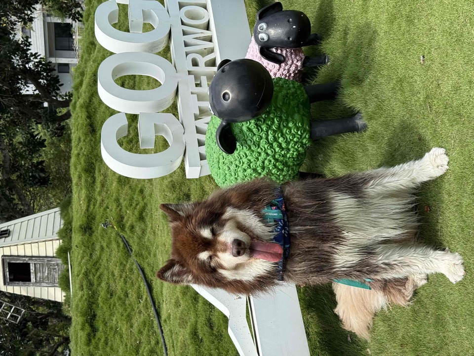 本身飼養大型犬～也曾在寵物美容與寵物照護工作 - 服務說明 3