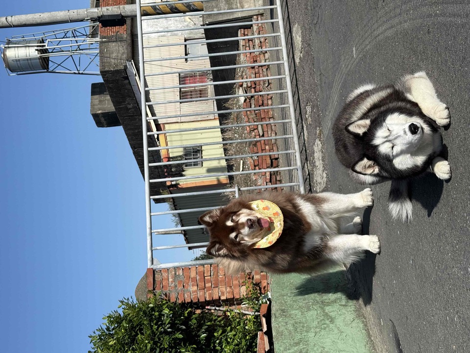 本身飼養大型犬～也曾在寵物美容與寵物照護工作 - 服務說明 1