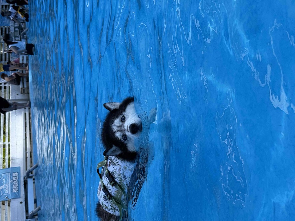 本身飼養大型犬～也曾在寵物美容與寵物照護工作 - 服務說明 2