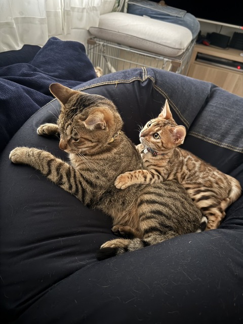 🏠訪問シッター　🉑幅広い動物種対応可能です　
