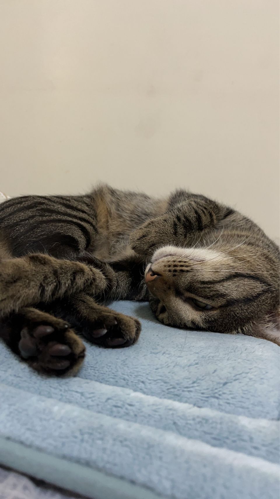 • 【純貓寄宿25坪】免帶貓砂盆！打造主子專屬的寧靜假期 - 服務說明 6