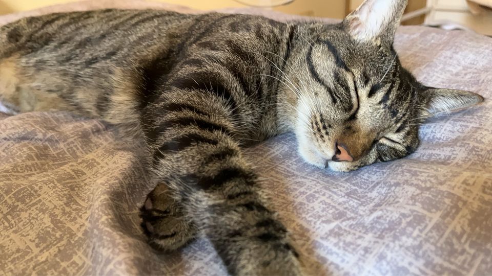 • 【純貓寄宿25坪】免帶貓砂盆！打造主子專屬的寧靜假期 - 服務說明 4