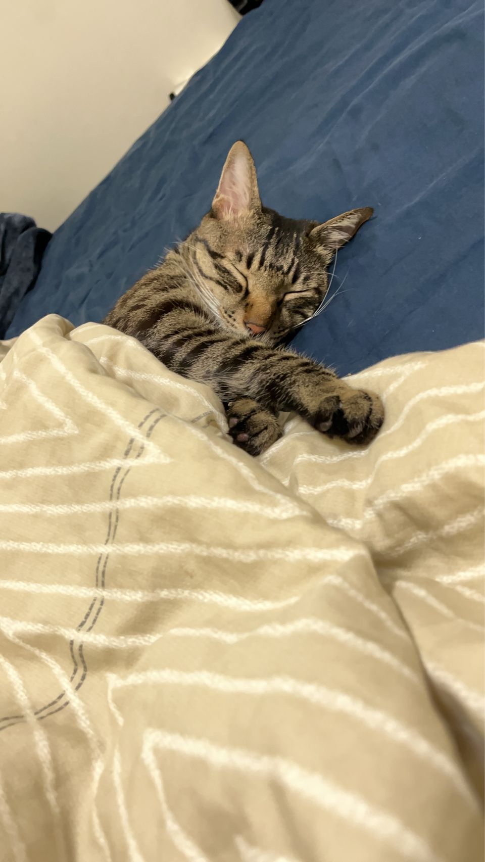 • 【純貓寄宿25坪】免帶貓砂盆！打造主子專屬的寧靜假期 - 服務說明 2