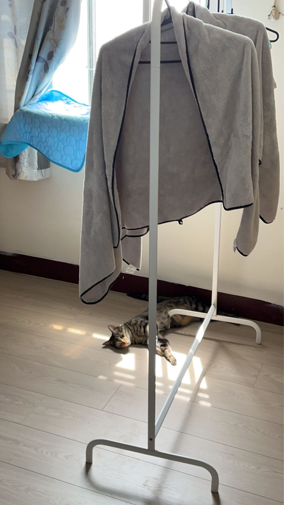 • 【純貓寄宿25坪】免帶貓砂盆！打造主子專屬的寧靜假期 - 服務說明 5