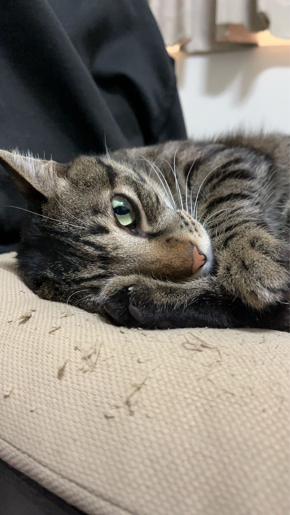 • 【純貓寄宿25坪】免帶貓砂盆！打造主子專屬的寧靜假期 - 服務說明 1