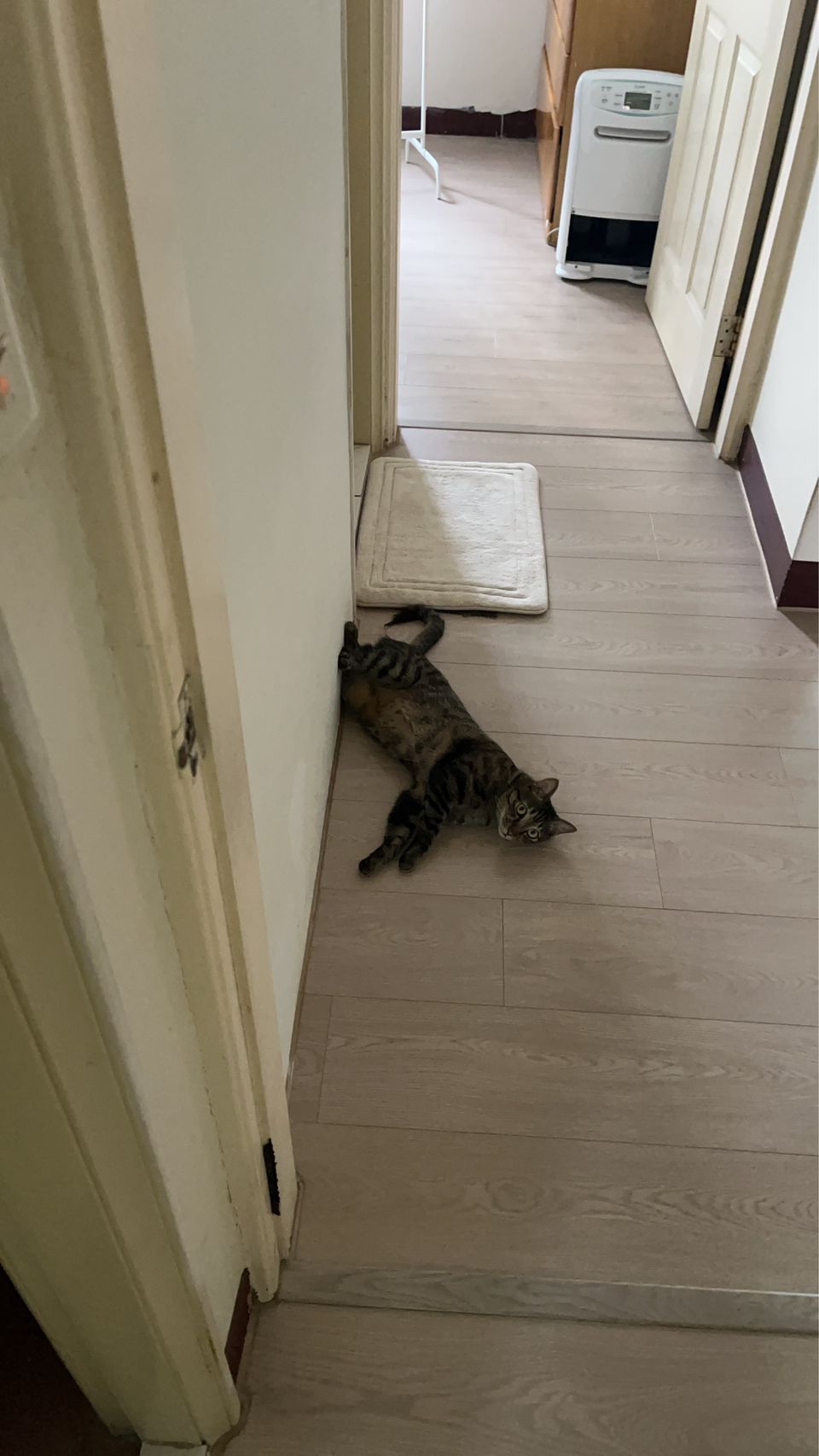 • 【純貓寄宿25坪】免帶貓砂盆！打造主子專屬的寧靜假期 - 服務說明 3