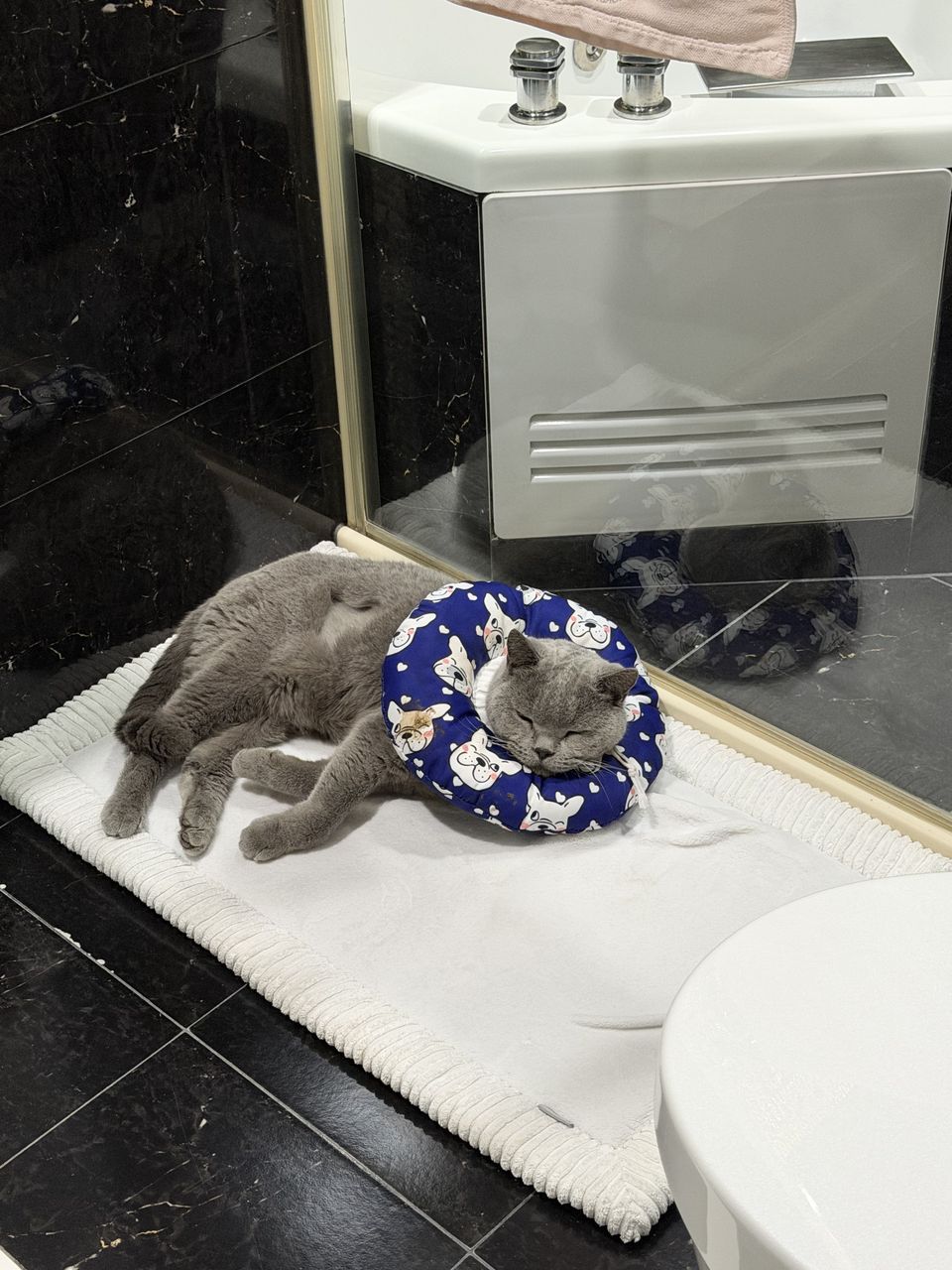 毛孩上門服務 - サービス説明 3