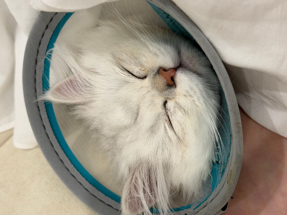 毛孩上門服務 - サービス説明 4