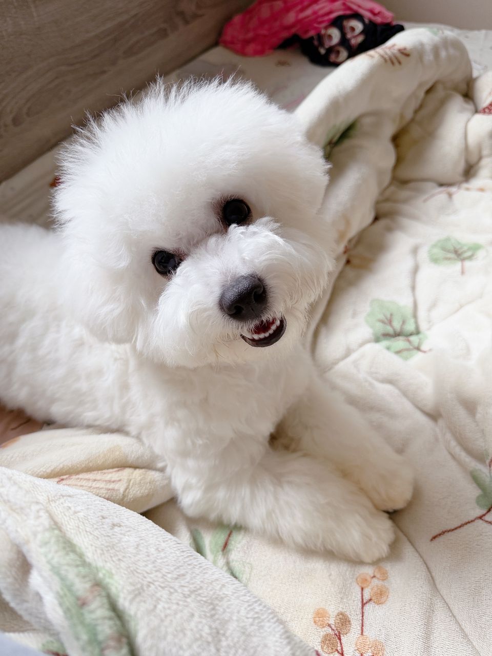 毛孩上門服務 - サービス説明 1