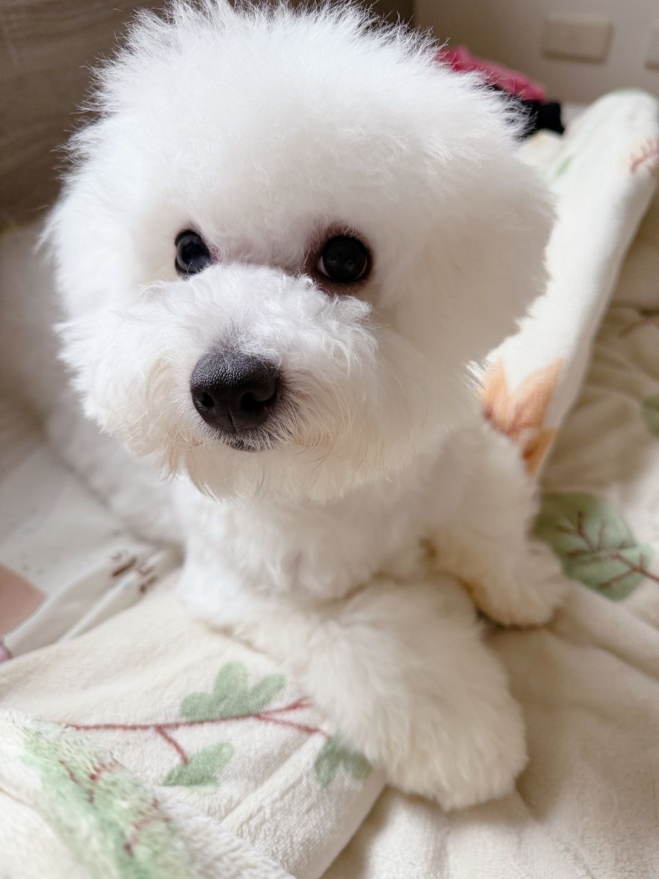 毛孩上門服務 - サービス説明 2