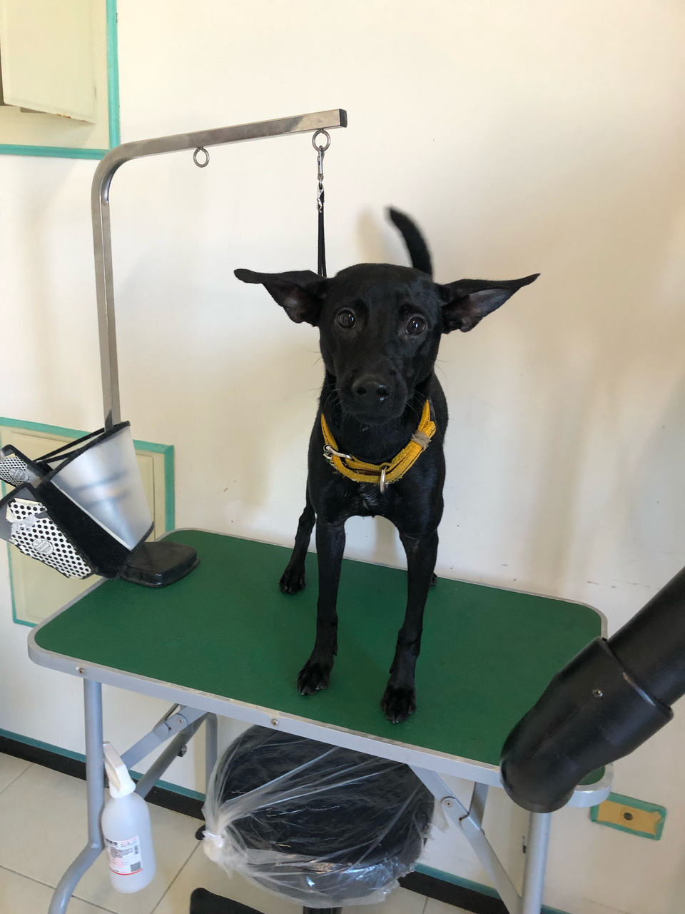 客製-洗澡趣🚗專車「到府接送」「到府接送」「到府接送」毛孩洗澡 - サービス説明 2