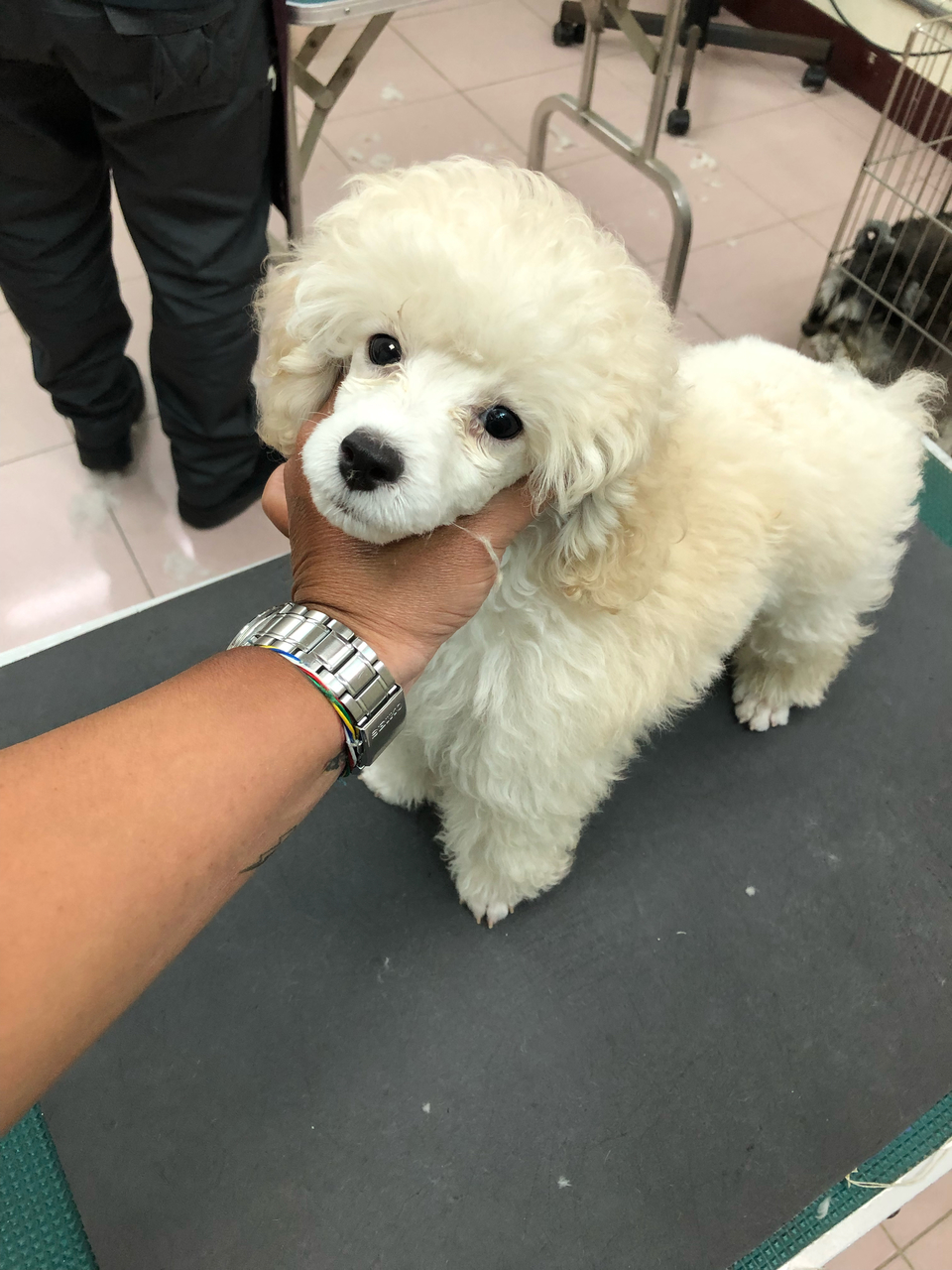 客製-洗澡趣🚗專車「到府接送」「到府接送」「到府接送」毛孩洗澡 - サービス説明 3