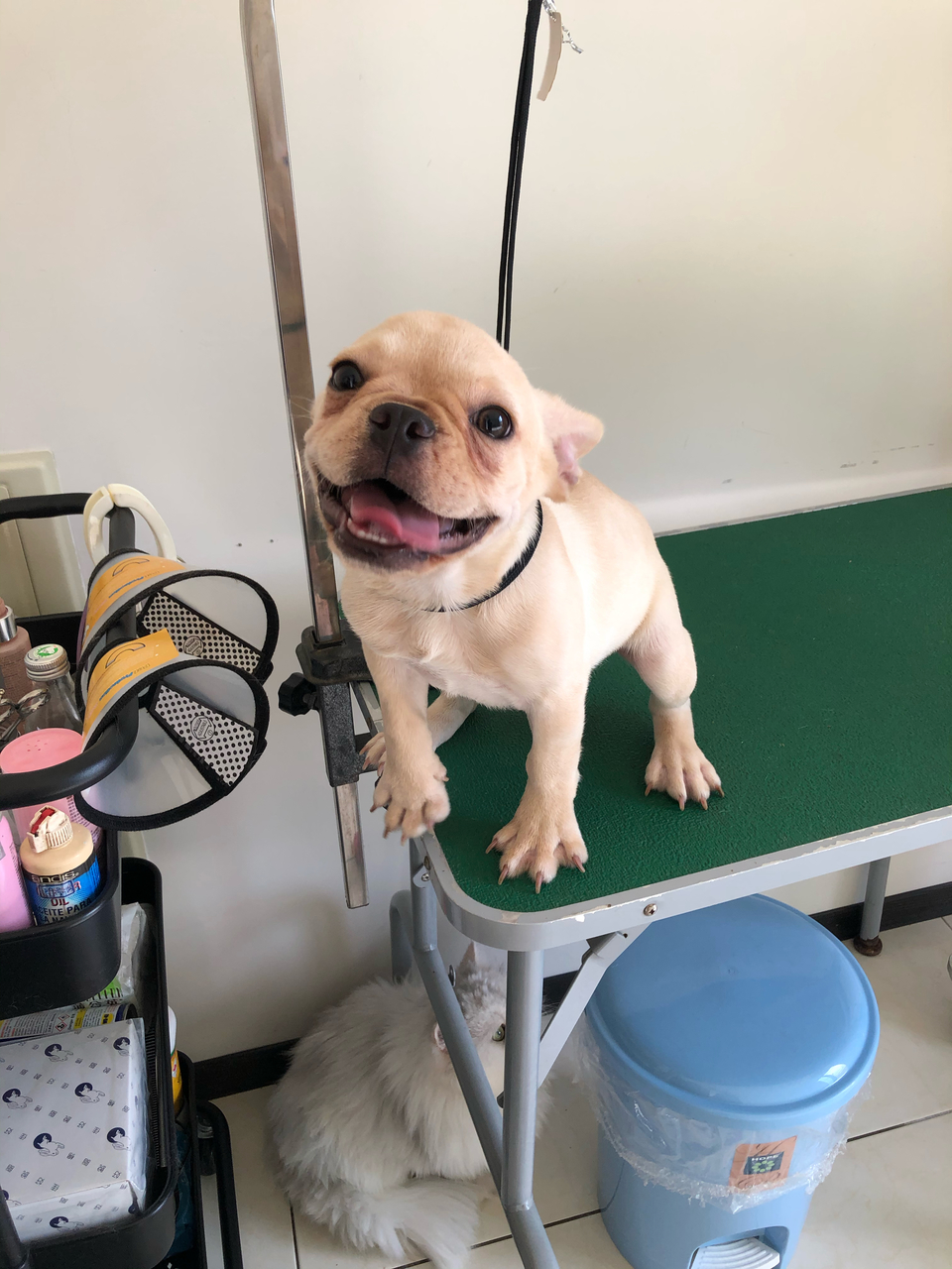 客製-洗澡趣🚗專車「到府接送」「到府接送」「到府接送」毛孩洗澡 - サービス説明 9