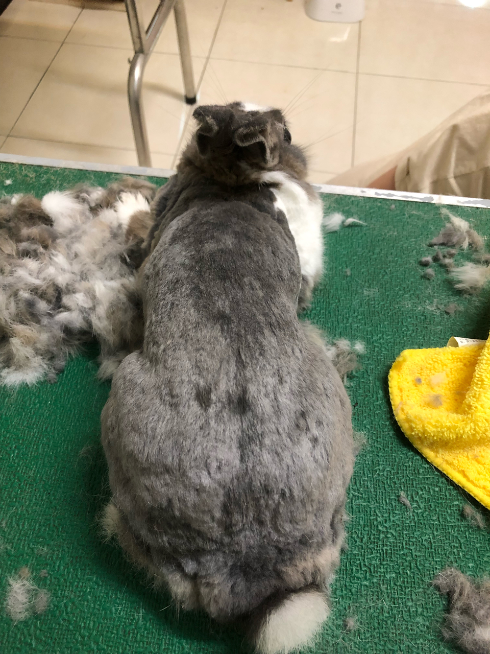 客製-洗澡趣🚗專車「到府接送」「到府接送」「到府接送」毛孩洗澡 - サービス説明 4