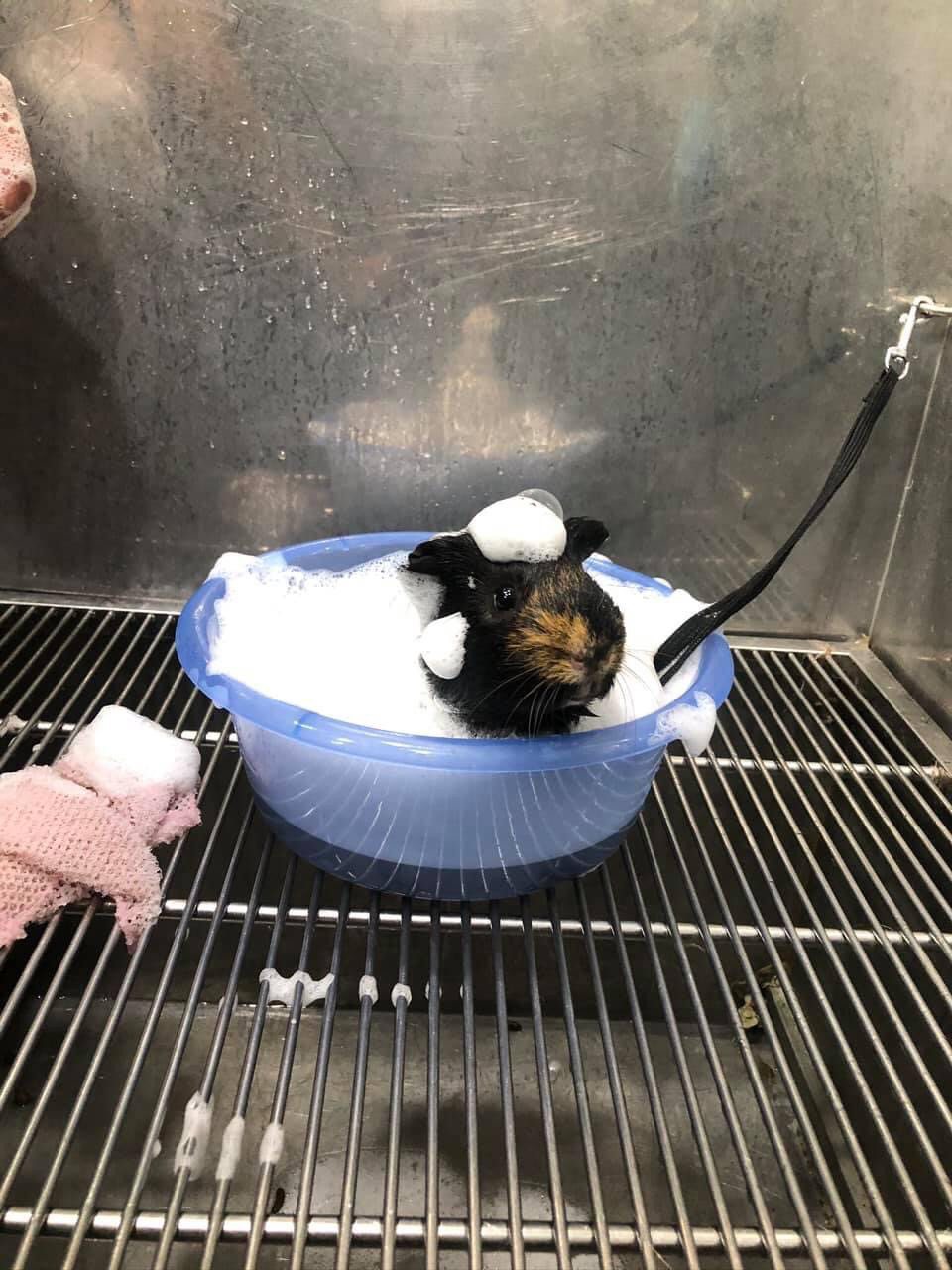 客製-洗澡趣🚗專車「到府接送」「到府接送」「到府接送」毛孩洗澡 - サービス説明 5