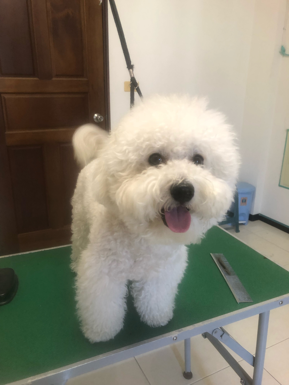 客製-洗澡趣🚗專車「到府接送」「到府接送」「到府接送」毛孩洗澡 - サービス説明 1