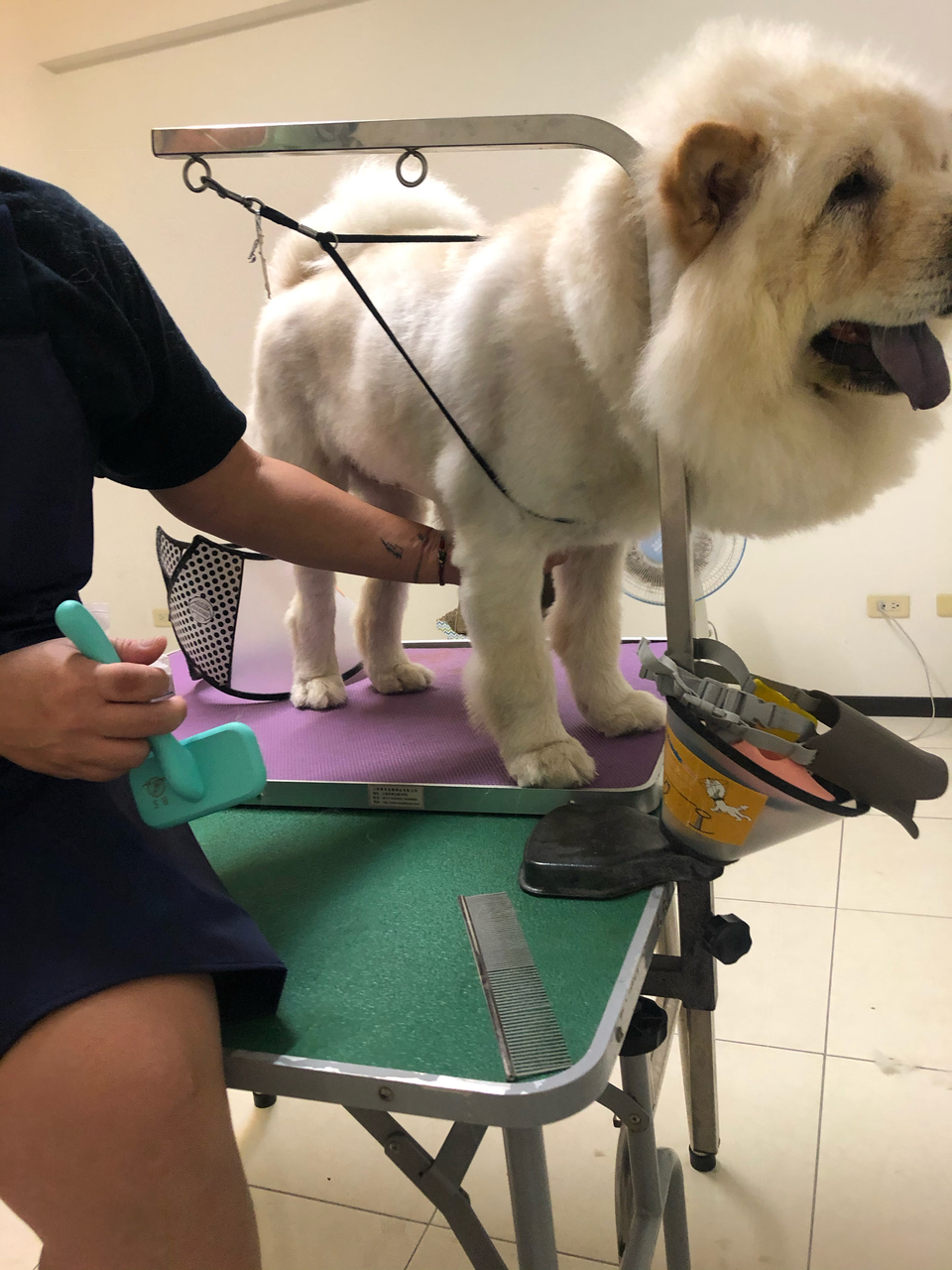 客製-洗澡趣🚗專車「到府接送」「到府接送」「到府接送」毛孩洗澡 - サービス説明 7