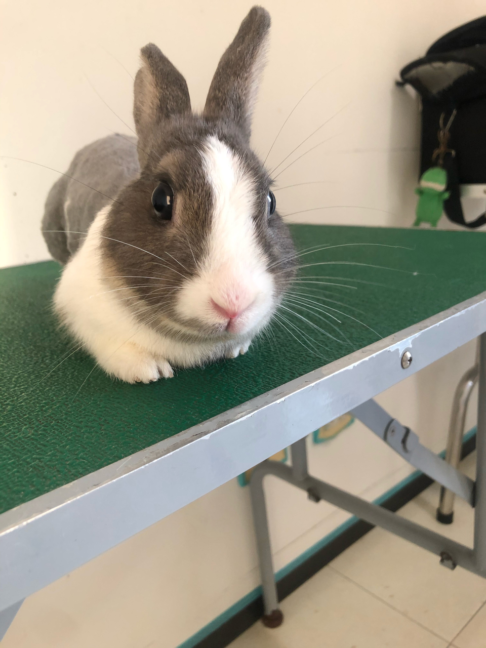 客製-洗澡趣🚗專車「到府接送」「到府接送」「到府接送」毛孩洗澡 - サービス説明 6