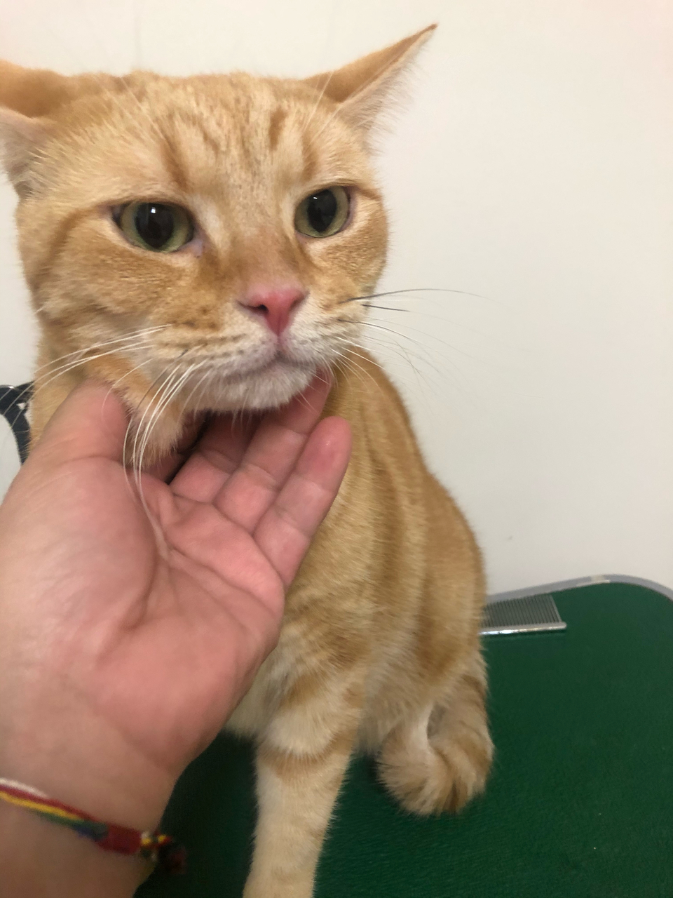 客製-洗澡趣🚗專車「到府接送」「到府接送」「到府接送」毛孩洗澡 - サービス説明 8