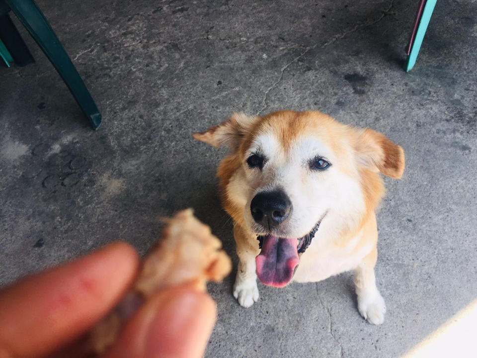 照顧狗狗15年經驗，非常喜歡狗狗春節期間也可 - Description 2