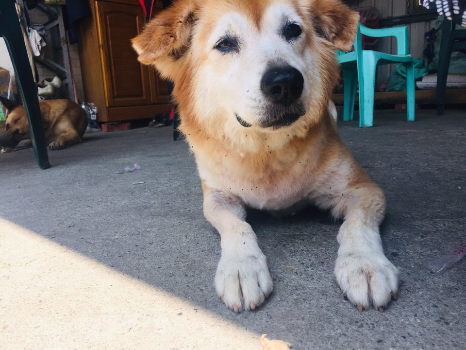 照顧狗狗15年經驗，非常喜歡狗狗春節期間也可 - Description 3