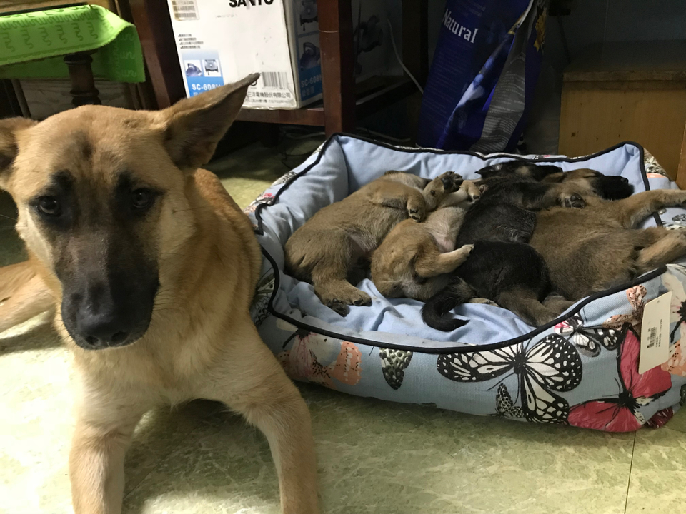 照顧狗狗15年經驗，非常喜歡狗狗春節期間也可 - Description 5