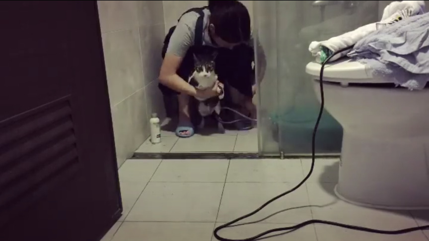 到府貓咪洗澡 / 雙北地區 - 服務說明 2