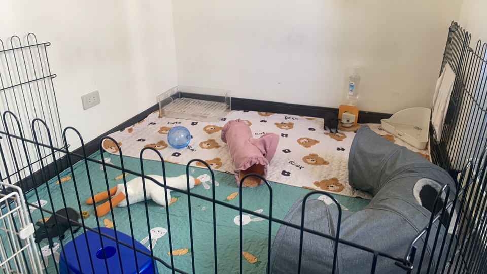 蓁蓁寄宿✨鼠兔特寵皆可接🫶圖片為鼠兔寵物房的放風空間及兔籠 - 服務說明 2