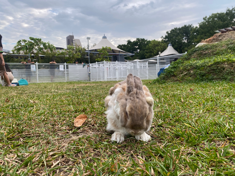 遛寵物，大中小隻寵物～ - 服務說明 3