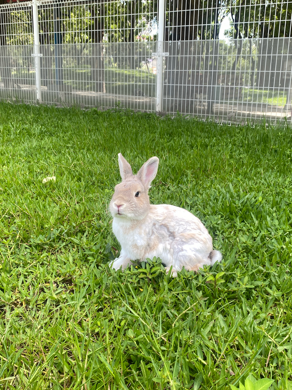 🐰兔子/天竺鼠 剃毛剪指甲（非美容 - 服務說明 1