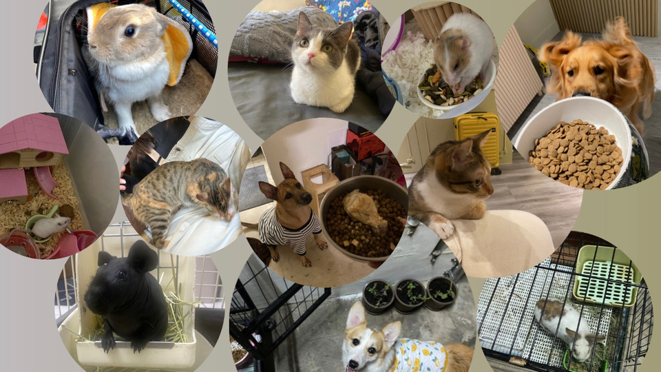 蓁蓁寄宿✨鼠兔特寵皆可接🫶圖片為鼠兔寵物房的放風空間及兔籠 - 服務說明 1