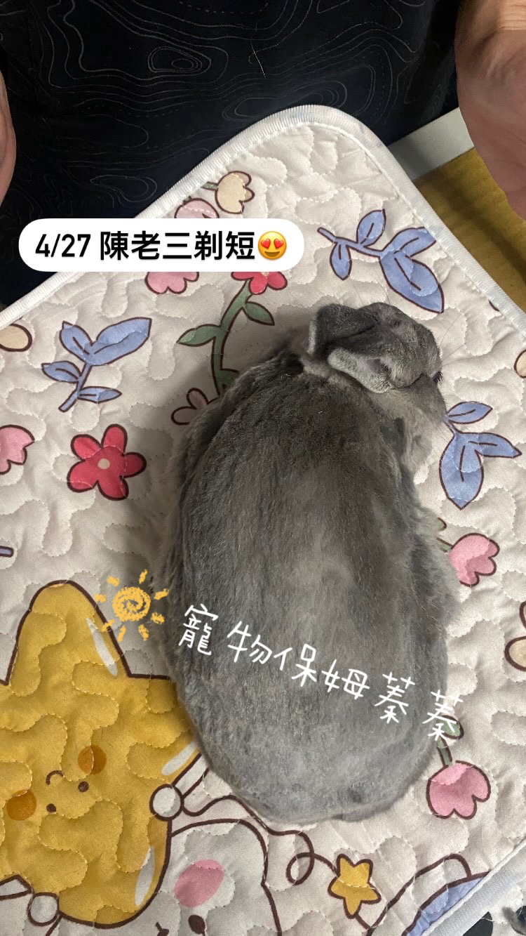 🐰兔子/天竺鼠 剃毛剪指甲（非美容 - 服務說明 3