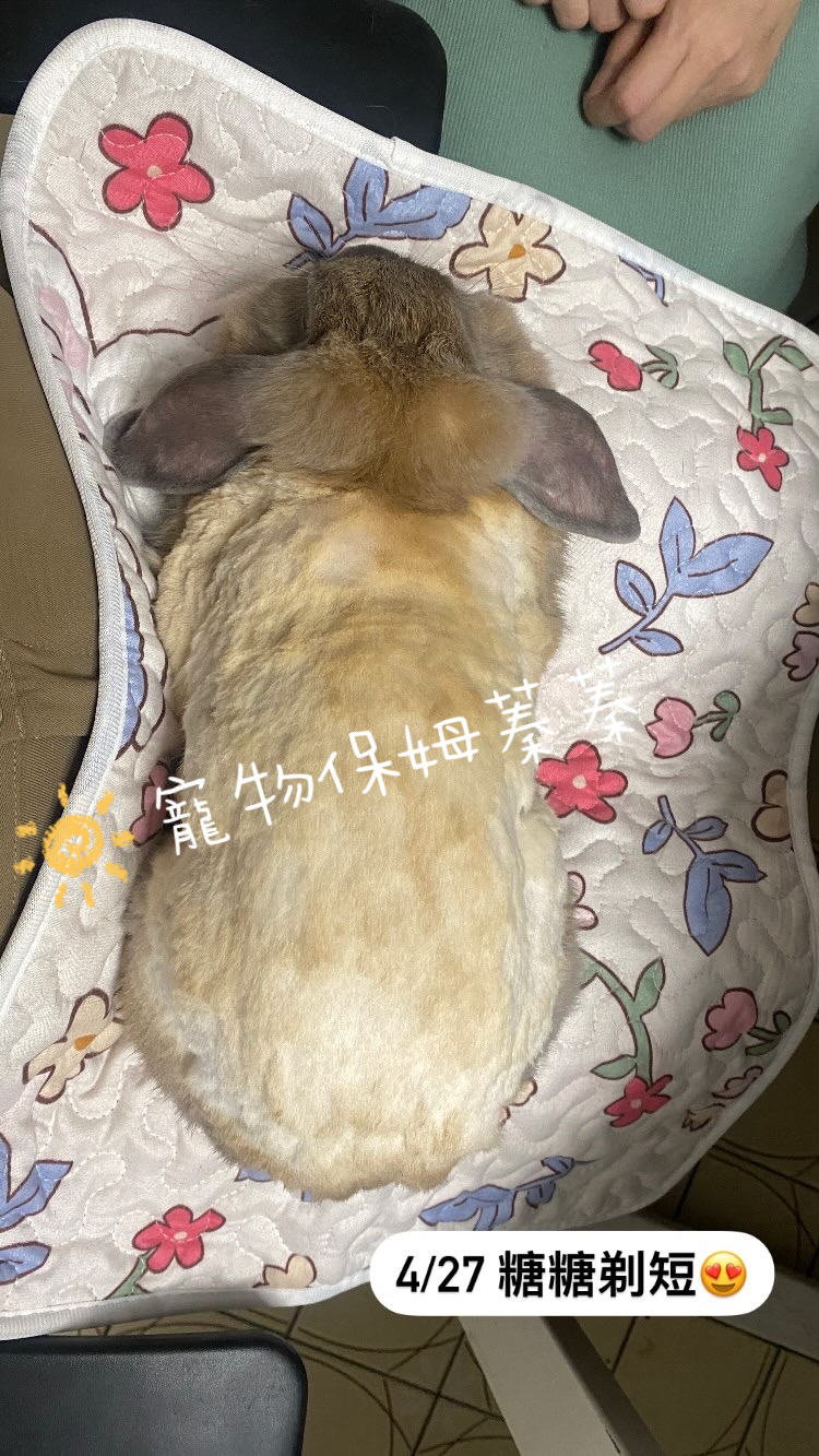 🐰兔子/天竺鼠 剃毛剪指甲（非美容 - 服務說明 2
